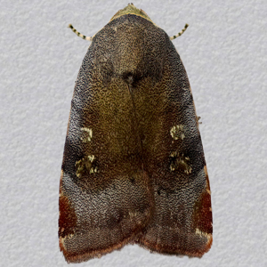 Image of Langmaid's Yellow Underwing - Noctua janthina*