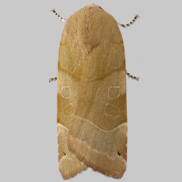 Picture of Broad-bordered Yellow Underwing - Noctua fimbriata (Female)