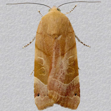 Top - 3