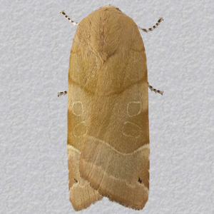 Image of Broad-bordered Yellow Underwing - Noctua fimbriata (Female)