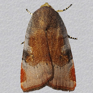 Image of Lesser Broad-bordered Yellow Underwing - Noctua janthe