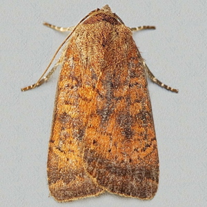 Image of Least Yellow Underwing - Noctua interjecta