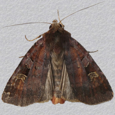 Top - 2
