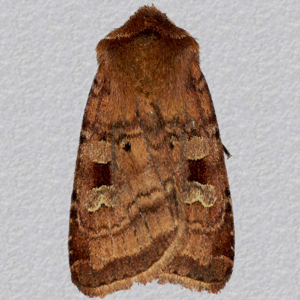 Image of Small Square-spot - Diarsia rubi