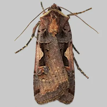 Picture of Setaceous Hebrew Character - Xestia c-nigrum