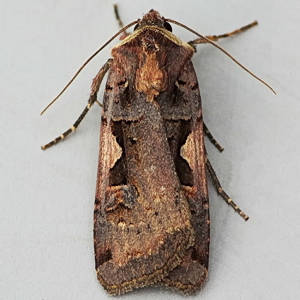 Image of Setaceous Hebrew Character - Xestia c-nigrum