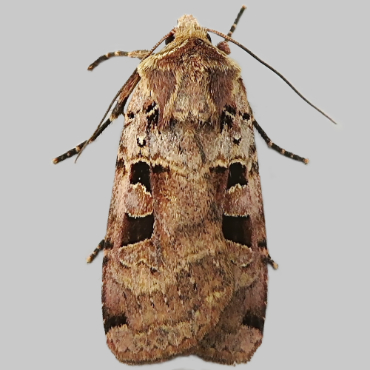 Picture of Double Square-spot - Xestia triangulum