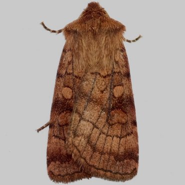 Picture of Six-striped Rustic - Xestia sexstrigata*