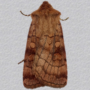 Image of Six-striped Rustic - Xestia sexstrigata*