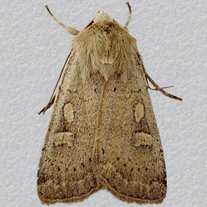 Image of Square-spot Rustic - Xestia xanthographa