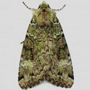 Image of Green Arches - Anaplectoides prasina