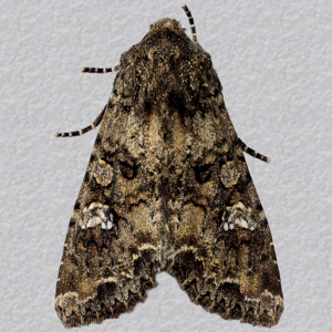 Image of Cabbage Moth - Mamestra brassicae