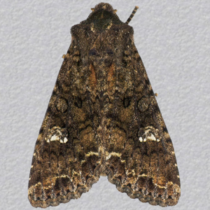 Image of Cabbage Moth - Mamestra brassicae