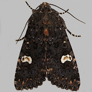 Image of Dot Moth - Melanchra persicariae