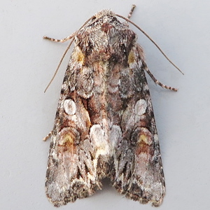 Image of Beautiful Brocade - Lacanobia contigua