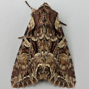 Image of Pale-shouldered Brocade - Lacanobia thalassina