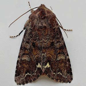 Image of Broom Moth - Ceramica pisi
