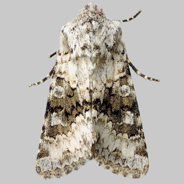 Picture of Broad-barred White - Hecatera bicolorata