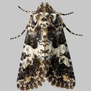 Picture of Varied Coronet - Hadena compta