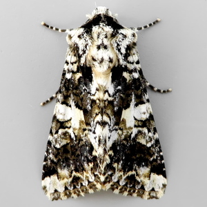 Image of Marbled Coronet - Hadena confusa