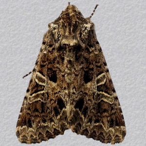 Image of Lychnis - Hadena bicruris