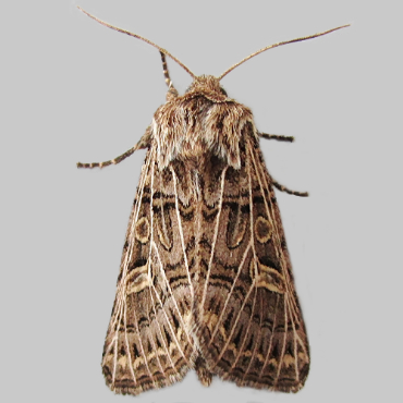 Picture of Feathered Gothic - Tholera decimalis