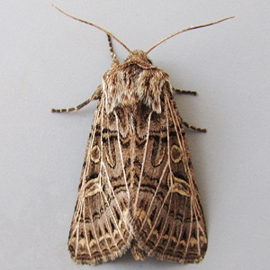 Image of Feathered Gothic - Tholera decimalis