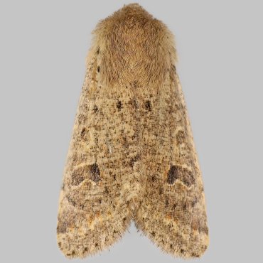 Picture of Small Quaker - Orthosia cruda