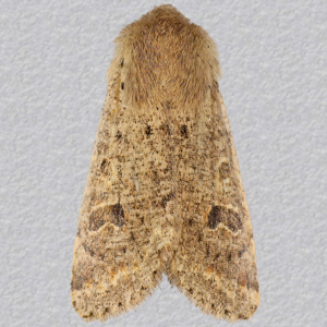 Image of Small Quaker - Orthosia cruda