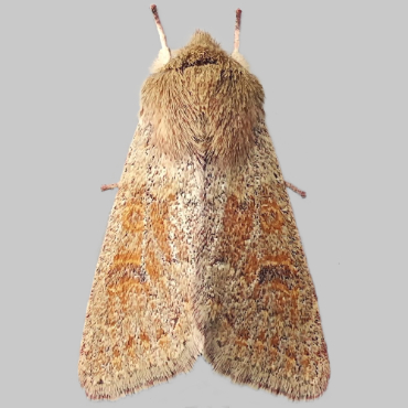 Picture of Blossom Underwing - Orthosia miniosa*