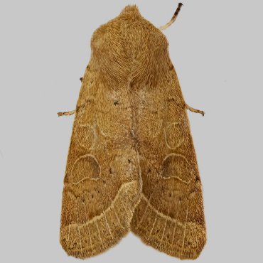 Picture of Common Quaker - Orthosia ceras