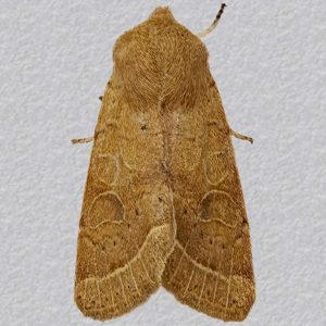 Image of Common Quaker - Orthosia ceras