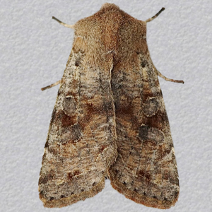 Image of Clouded Drab - Orthosia incerta