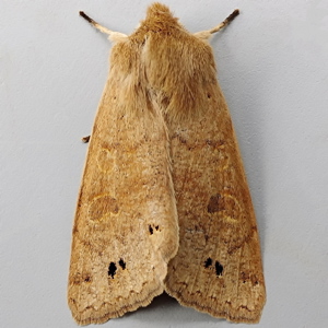 Image of Twin-spotted Quaker - Anorthoa munda