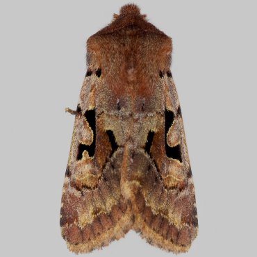 Picture of Hebrew Character - Orthosia gothica