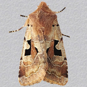 Image of Hebrew Character - Orthosia gothica