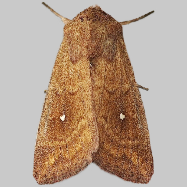 Picture of White-Point - Mythimna albipuncta