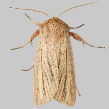 Picture of Striped Wainscot - Mythimna pudorina