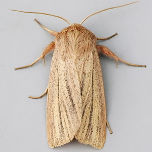 Image of Striped Wainscot - Mythimna pudorina