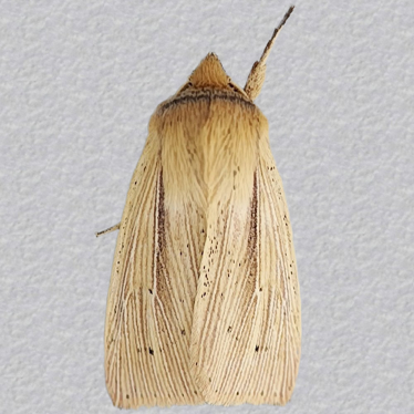 Top - 3