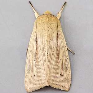 Image of Southern Wainscot - Mythimna straminea*