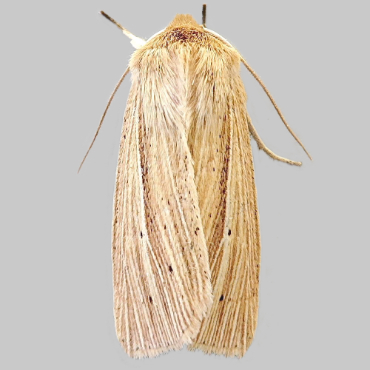 Picture of Smoky Wainscot - Mythimna impura*