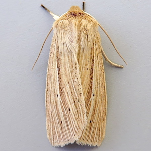 Image of Smoky Wainscot - Mythimna impura*