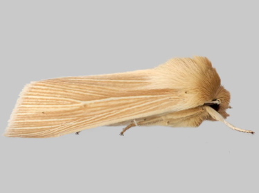 Left profile - 2
