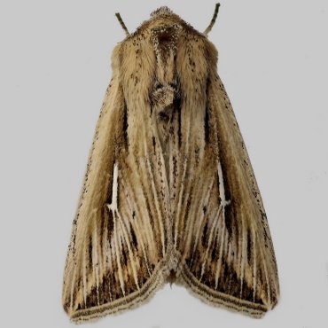 Picture of L-album Wainscot - Mythimna l-album