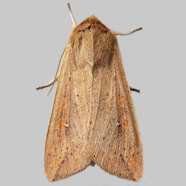 Picture of White-speck - Mythimna unipuncta*