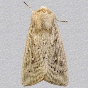 Image of Obscure Wainscot - Leucania obsoleta*