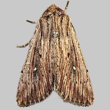 Picture of Devonshire Wainscot - Leucania putrescens