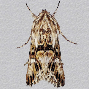 Image of Toadflax Brocade - Calophasia lunula