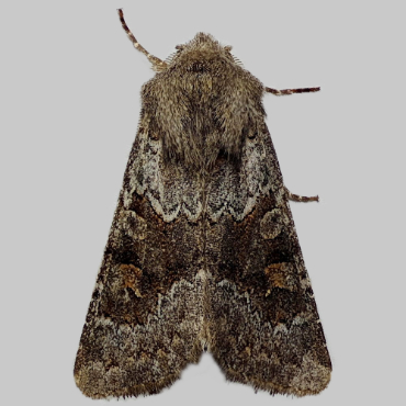 Picture of Deep-brown Dart - Aporophyla lutulenta